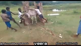 இரும்பாடி வீரா(@jallikattu_vibes3226 )