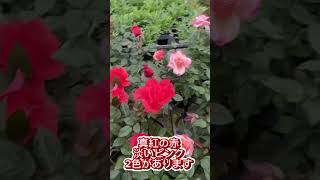 今日久しぶりにハウスの中を見たらミニバラがめっちゃ咲いてて可愛い💕たくさん蕾もあるからまだまだ咲きますねぇ☺️ #今日  #おすすめ　#ミニバラ　#癒される　#可愛い  #ガーデン  #ガーデニング