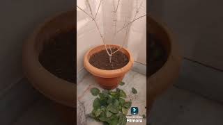 Winter मे ही मोग्रा के पौधे मे यह काम करे#short video