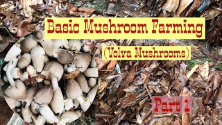 Basic Mushroom Farming || Pagtatanim ng Kabute || Volva Mushrooms