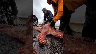 Giant Deep Sea Creature Caught by Fishermen!🐙🦑🦀#deepseafishing #fishingexploration #giantseacreature