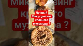 Лучший Микродозинг красного мухомора ? #микродозинг #мухомор