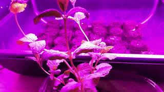 Barrina LED Plant Lights - 10 Days of Growth