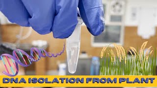 DNA isolation protocol from plants (Rice).