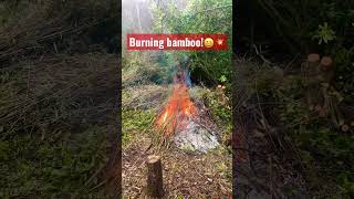 Burning bamboo!💥😁 #gardening #yardwork #gardener #bonfire#shorts