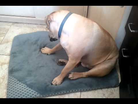 Keni Boerboel - funny dog licking the air when he scratches Keni Boerboel - funny dog licking the air when he scratches