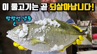 얼린 생선도 되살리는 냉동 기술! 일주일간 냉동하니 이런 맛이?