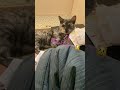 【うちの猫】おもちゃを持って来るだけが特技じゃないよ😹パパの首の上に乗るのも得意です😼 猫 おでん 猫好きさんと繋がりたい