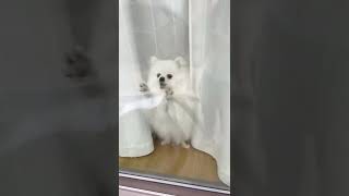 愛犬のお出迎えが可愛すぎる…笑　#Shorts  #ポメラニアン #pomeranian  #可愛い #dog