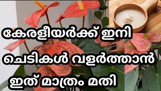 ചെടികൾ തഴച്ചു വളരാൻ ഇത് കൊടുക്കൂ / Organic Fertilizer for all plants / my world