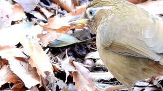 ムビる07996 今日のガビチョウ gabichou