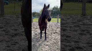 Bringing Oscar back into work after a spell. #horse #horseriding #equestrian