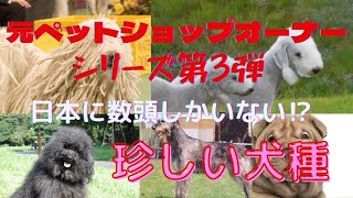 【珍しい犬種】ギネス公認最大犬、最小犬や昭和生まれにたまらない犬パトラッシュのモデル❗️ Special feature on rare dogs