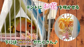 お花を咲かせるようになりました！これ ちょうだい？いいよ！と言ってくれます♪芸術家のコザクラインコ