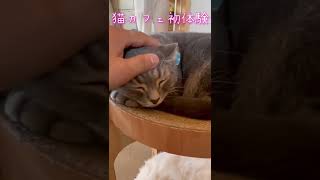 【猫カフェ】癒される・・。抱っこは無理だったが、寝てる猫なら撫で撫でさせてくれた！