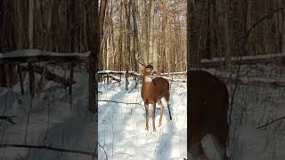 Impressive Whitetail Buck near the bedding area checking the wind, making sure all is clear