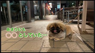 ＃ペキニーズ＃犬＃dog 　【居酒屋】緊急事態宣言解除！柏の葉キャンパスかけだし横丁！犬同伴可・愛犬と居酒屋気分！