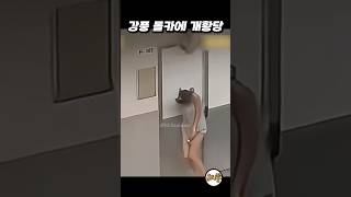 강풍 몰카에 개황당 #funny #웃긴짤 #웃긴영상 #웃긴동영상