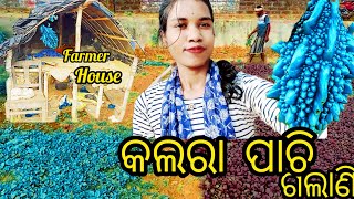 କଲରା ଗଛ ପାଚି galani || Our village farmer hardwork🙏|| Lizaexpress