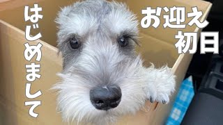 【お迎え初日】感謝！チャンネル登録１００人記念｜シュナウザーの子犬が我が家にやって来た日