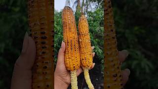 corn fry 🌽/ roasted corn / vutta fry ভুট্টা ভাজা / #shorts #viral #shortfeed #youtubeshorts