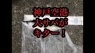 神戸空港大サバ確認！fishingmax神戸ハーバー店