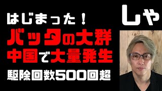 【バッタ続報】中国でバッタが大量発生　早くも駆除回数500回超える【世界食糧危機の可能性高まる】日本に渡る可能性…サバクトビバッタ、蝗害