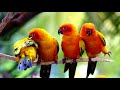 Beautiful Birds (HD1080p)