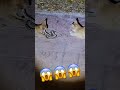 うわぁ😱 shorts tiktok 猫 蛇 恐怖 閲覧注意