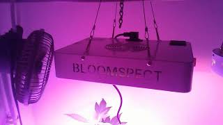 THE BLOOMSPECT 300