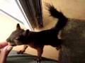 Squirrel Round #06