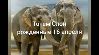 Тотем Слон рождённые 16 апреля