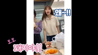 [TWICE] 모모 : 돼지야~!!! 쯔위 : 왜~!!!