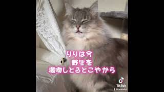 金沢弁を喋る猫 『飼い主を忘れた猫』おしゃべりペット ノルウェージャンフォレストキャット #Shorts