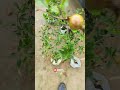 Pomegranate fruit tree 😊 #shorts #youtubeshorts #shortvideo #trending