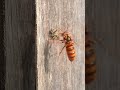 lucky escape honeybee survives yellow hornet’s attack