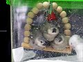 おやすみ文鳥の雛たち.wmv