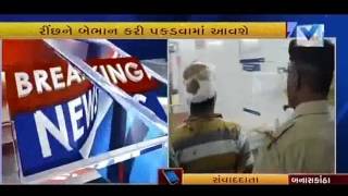 Banaskantha: violent beer to be captured by Gandhinagar forest team | VTV Gujarati