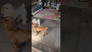 なんだかんだ仲良し？なトイプードル兄妹w #トイプードル #兄弟犬 #toypoodle #犬のいる暮らし #愛犬との時間 #dog #タイニープードル