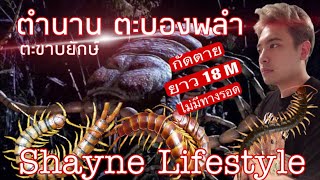 ตำนาน ตะขาบยักษ์ ตะบองพลำ ยาว 18 M By Shayne Lifestyle Channel