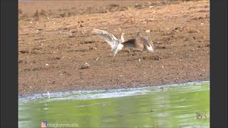 Wood sandpipers fight in flight-HD