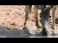 LIVE at the waterhole - 30 July 2025