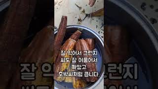 수세미 손질하다 수확한 씨앗