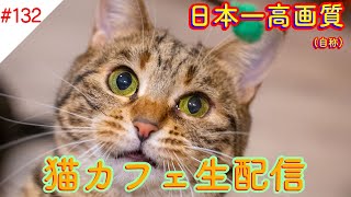 #132 日本一高画質猫カフェ生配信(自称) Virtual catcafe tour