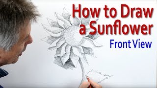 How to Draw a Sunflower: front view