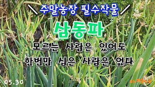 신기한 삼동파 안 심으면 후회합니다 #삼동파 #유기농파