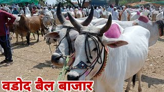 वडोद बाजारातील देखण्या माळवा बैल जोड्या | malva bail vadod bajar |