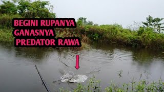 Predator Penghuni rawa part ll