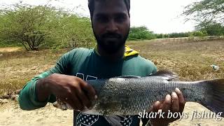 கொடுவா மீன்களை பற்றி சுவாரசியமான தகவல்கள்| information about barramundi fish| Amazing fishing!