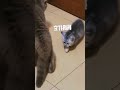 cat vs cat cat kitten